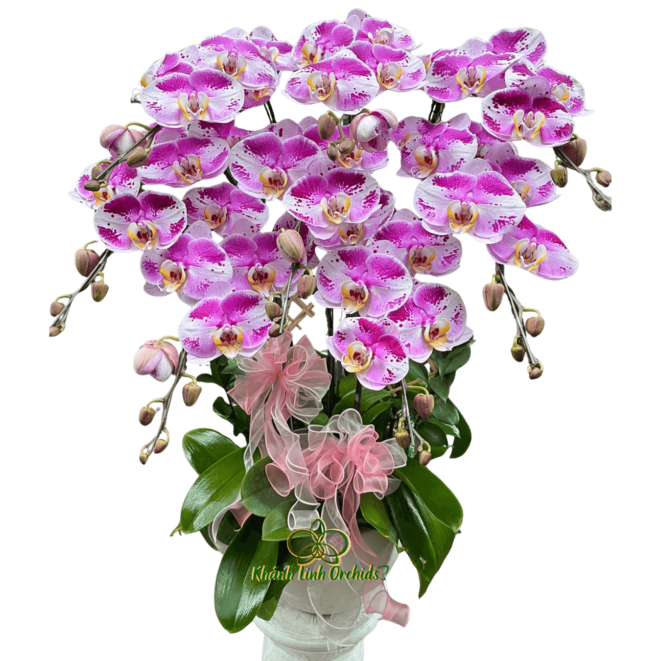 Lan Hồ Điệp Đột Biến 2671 8 Cành - DB043