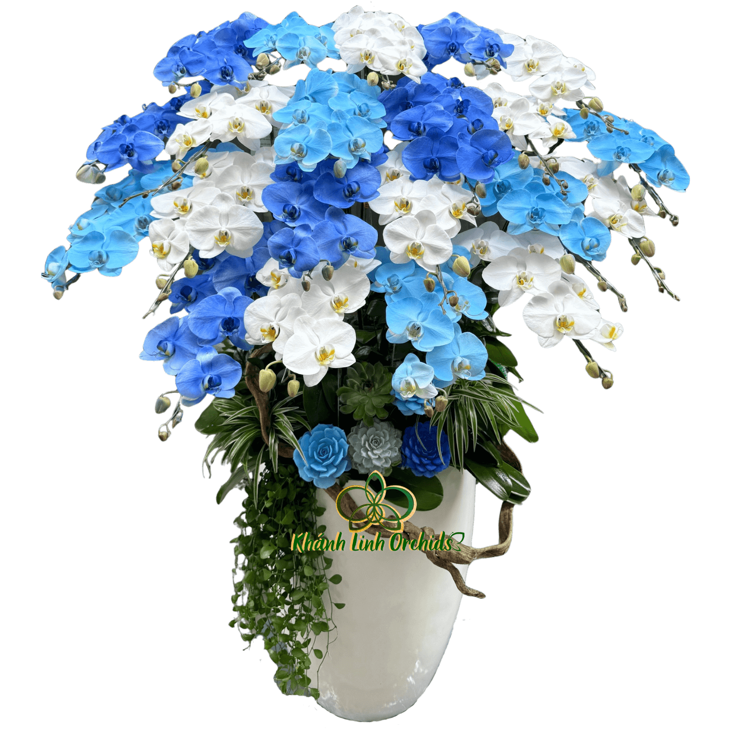 Lan Hồ Điệp Trắng Phối Phun Màu Xanh 21 Cành  - VIP023