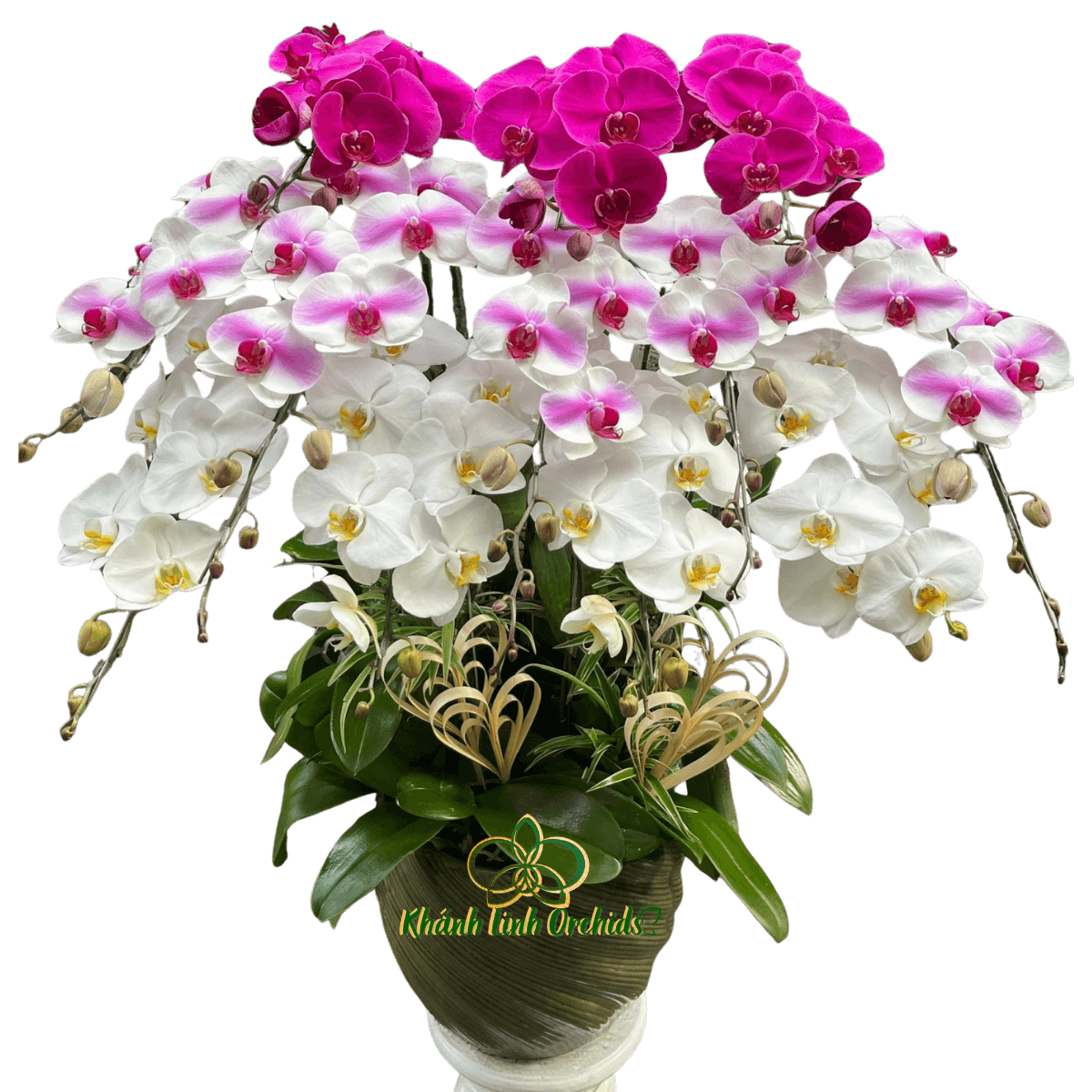 Lan Hồ Điệp Phối 3 Màu 12 Cành - DS2045