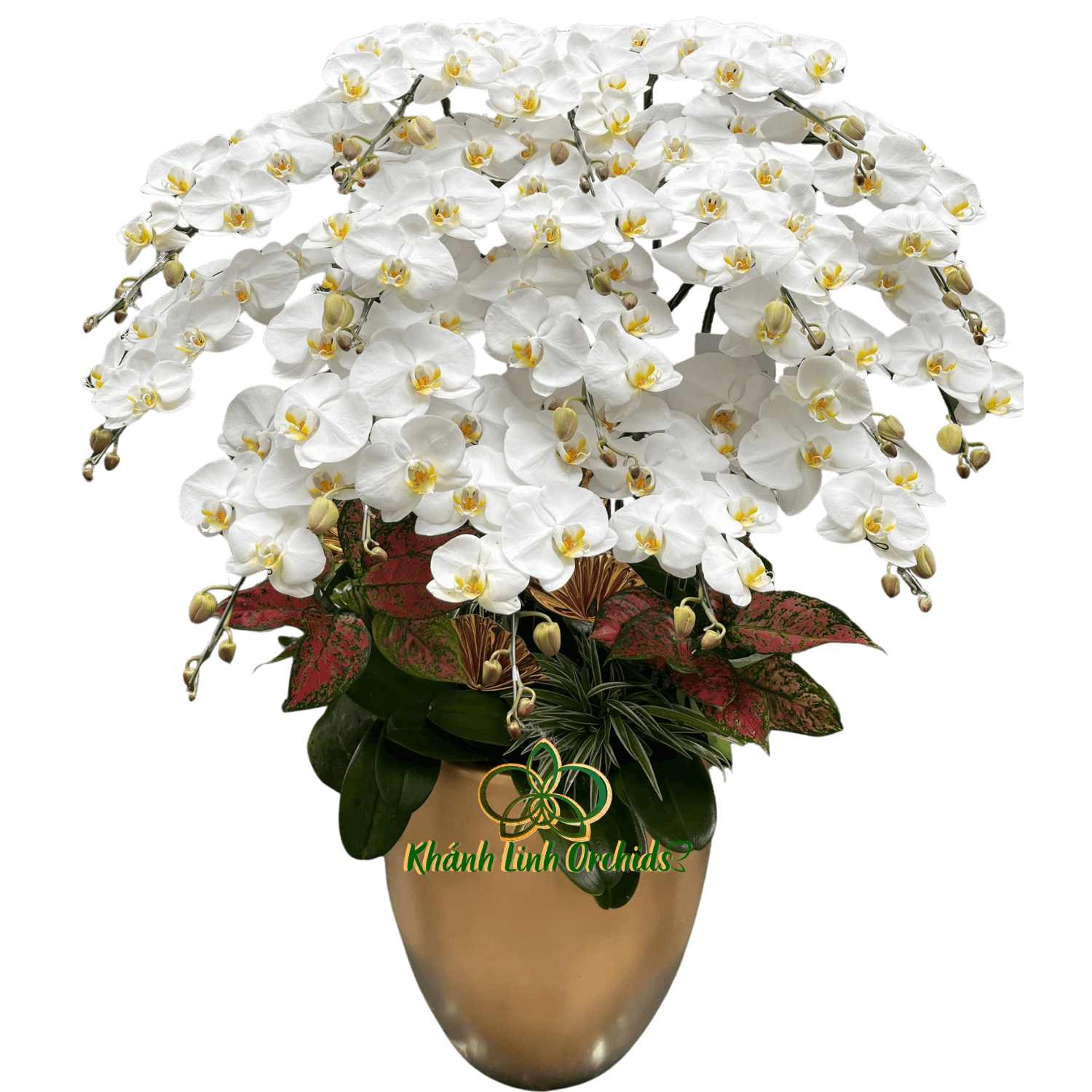 Lan Hồ Điệp Trắng 17 Cành - HDW058