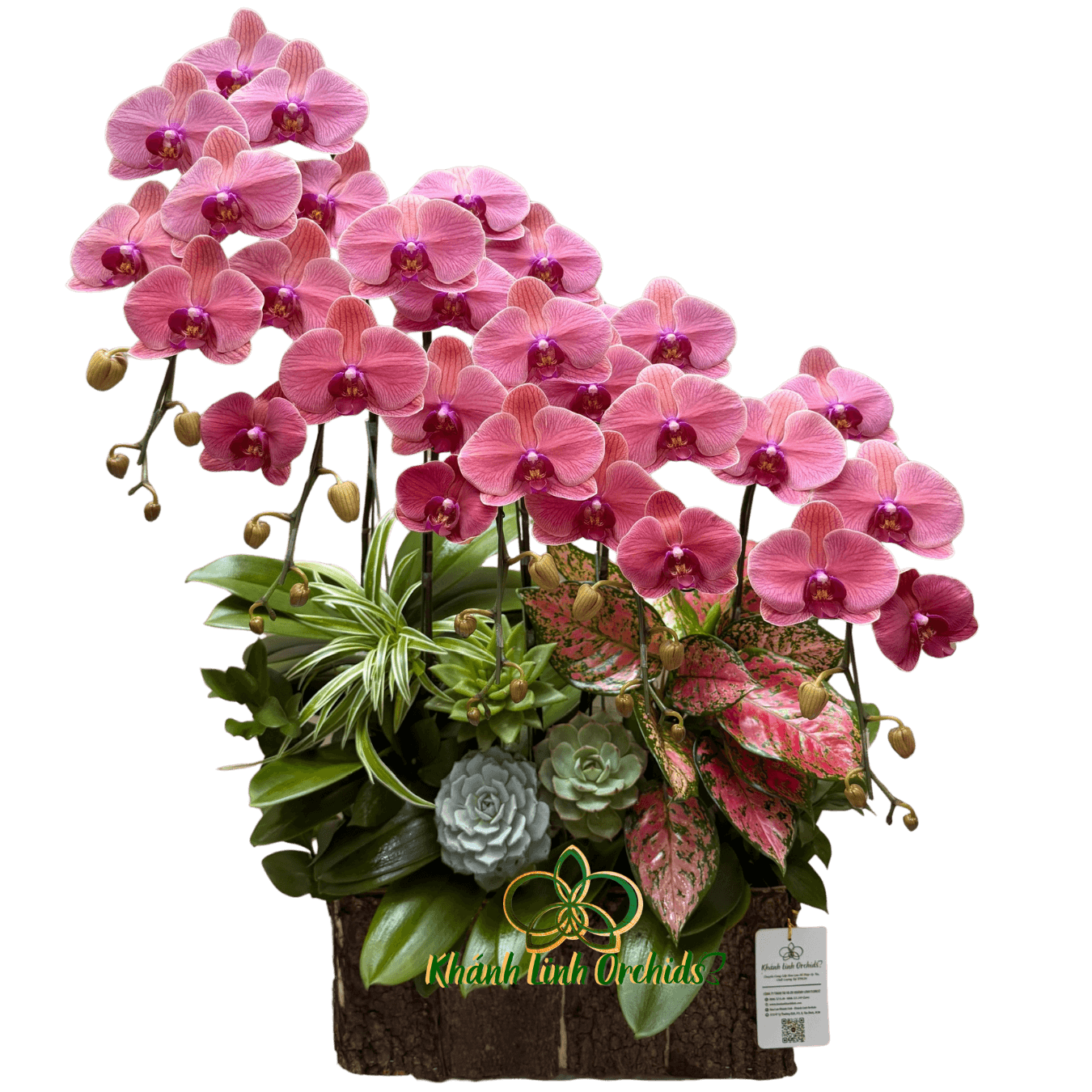 Lan Hồ Điệp Đỏ Cam 5 Cành - HDC038