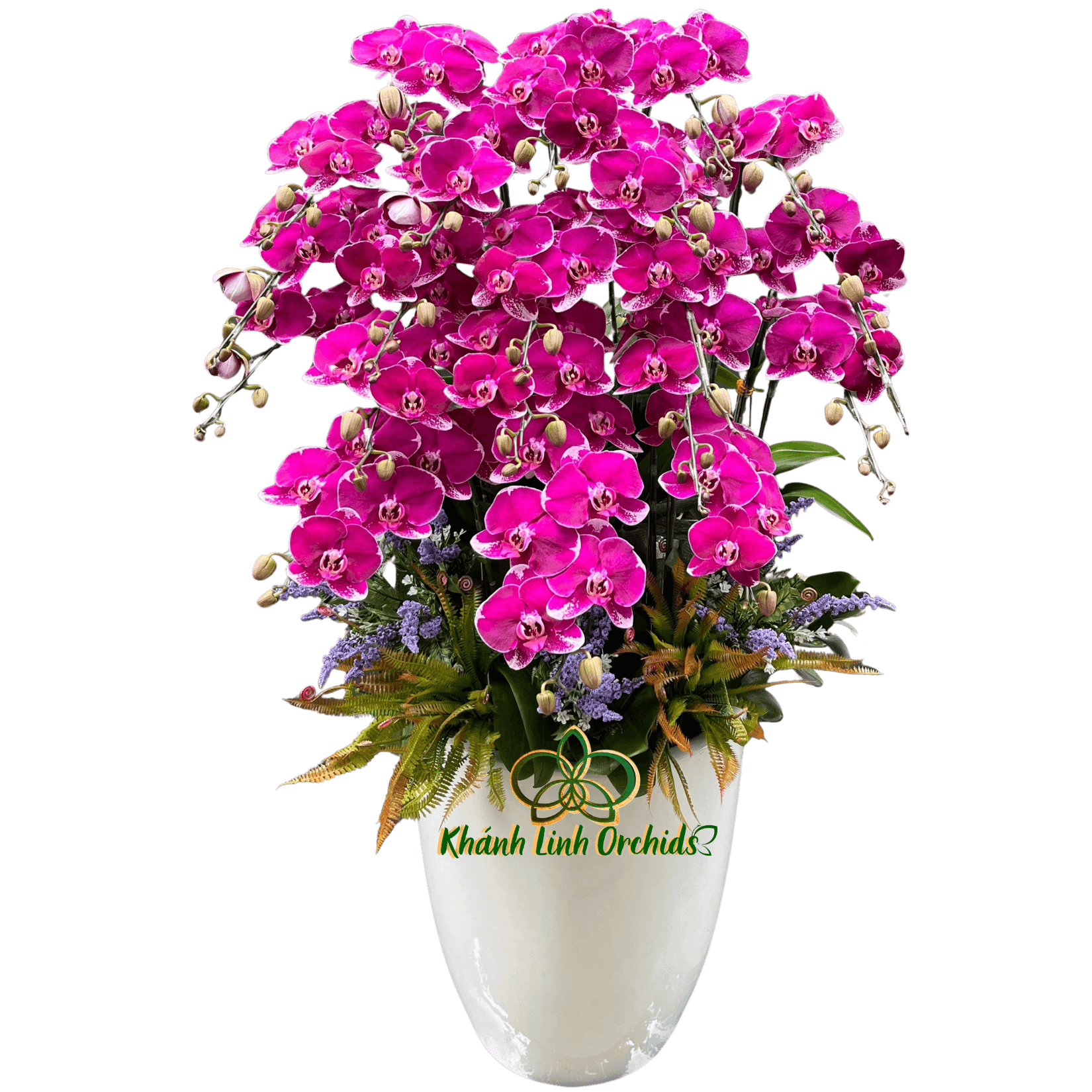Chậu LHĐ Tím Đột Biến 20 Cành - DB044
