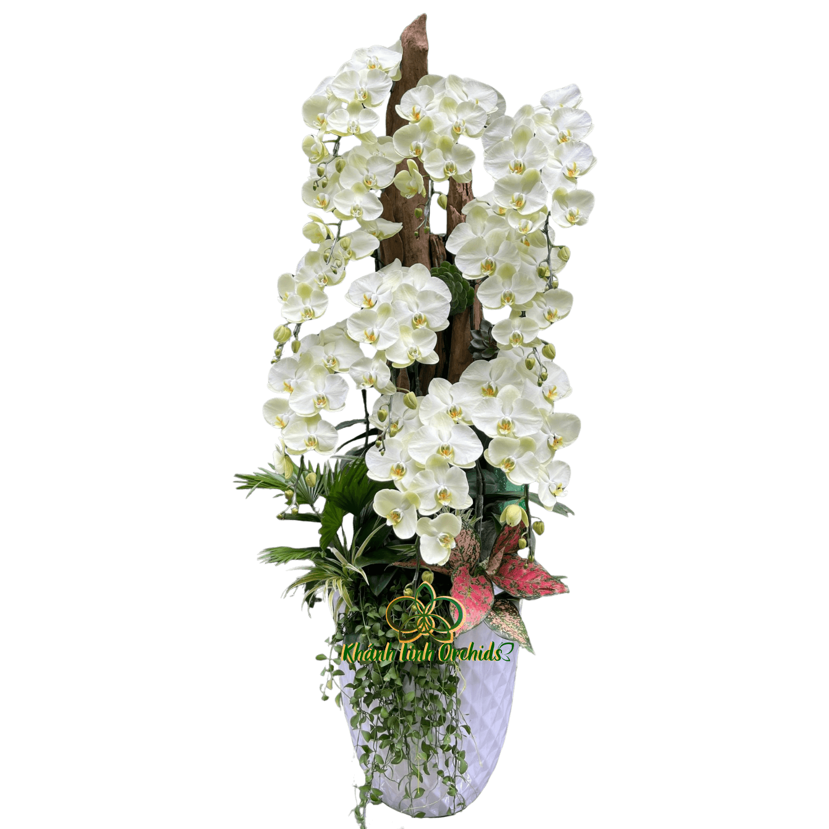 Chậu LHĐ Xanh Bơ 10 Cành Thác Đổ - HDX027