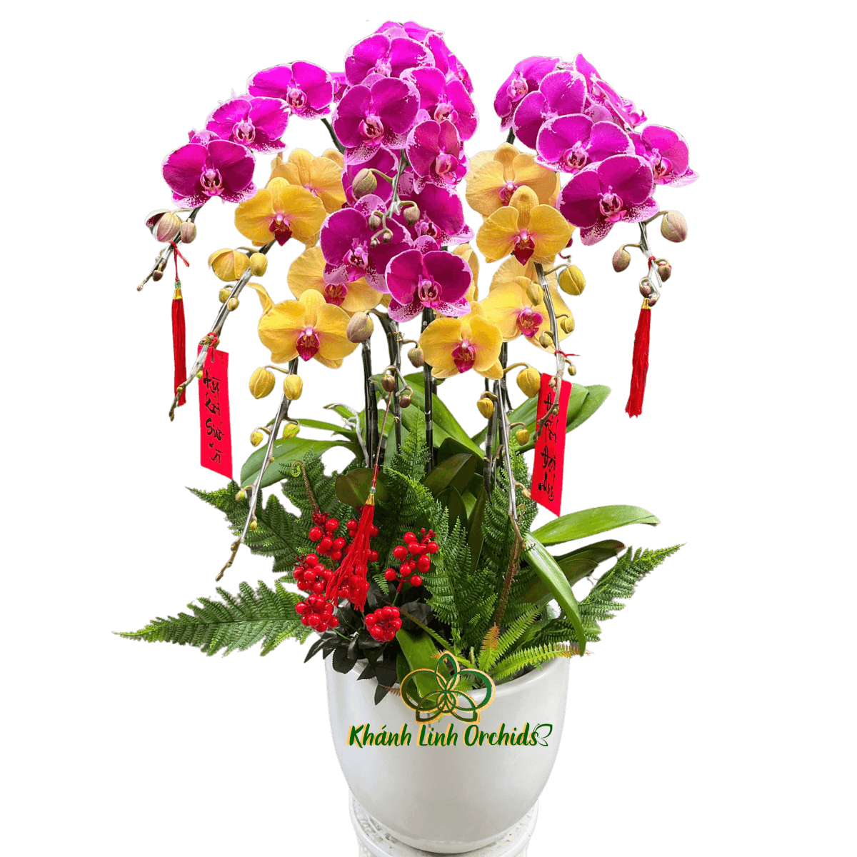 Lan Hồ Điệp Tím Đột Biến Phối Vàng 8 Cành - DS075