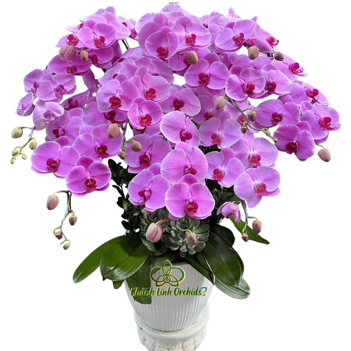 Lan Hồ Điệp Hồng 10 Cành - HDH074