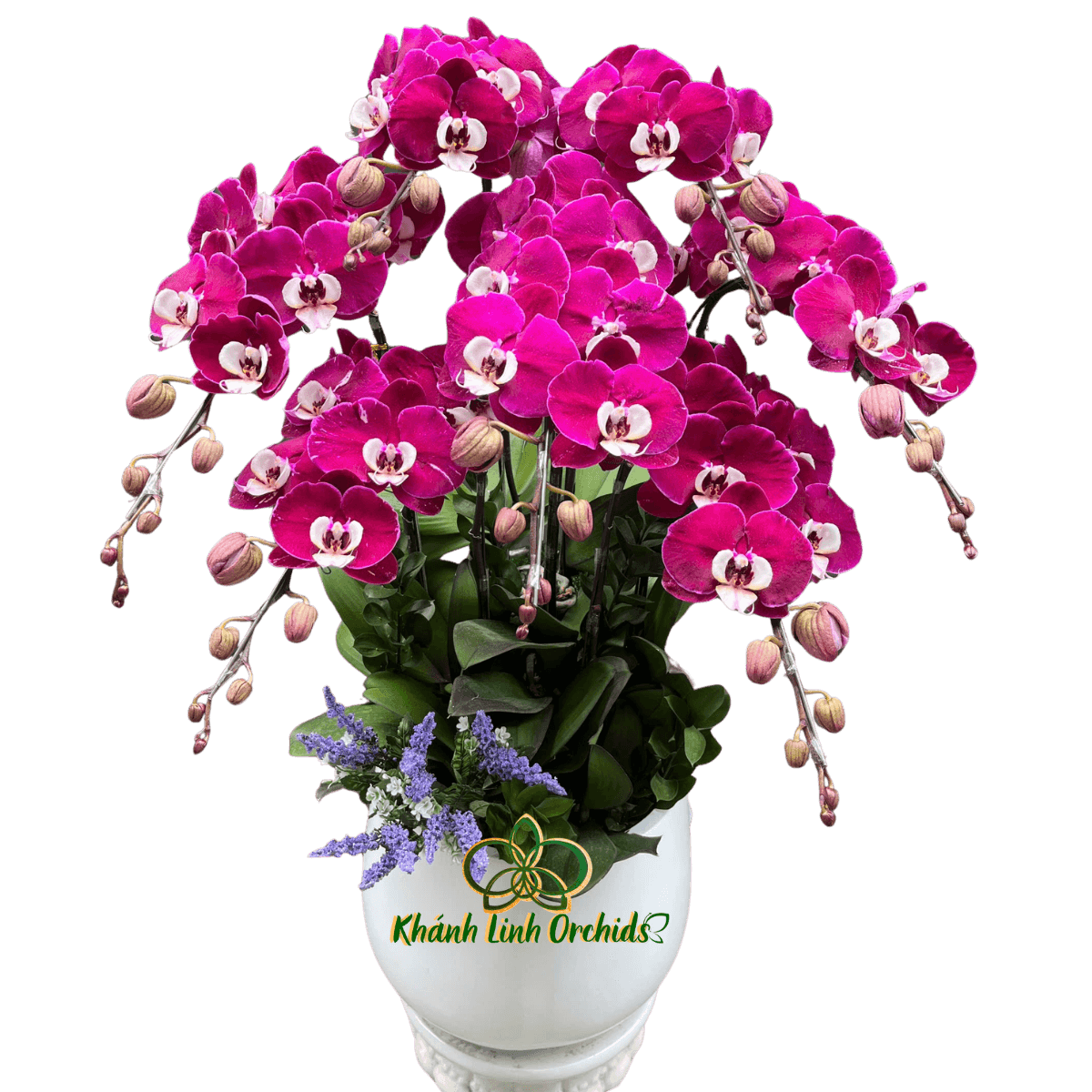 Lan Hồ Điệp Ngọc Trai 7 Cành - HDT048