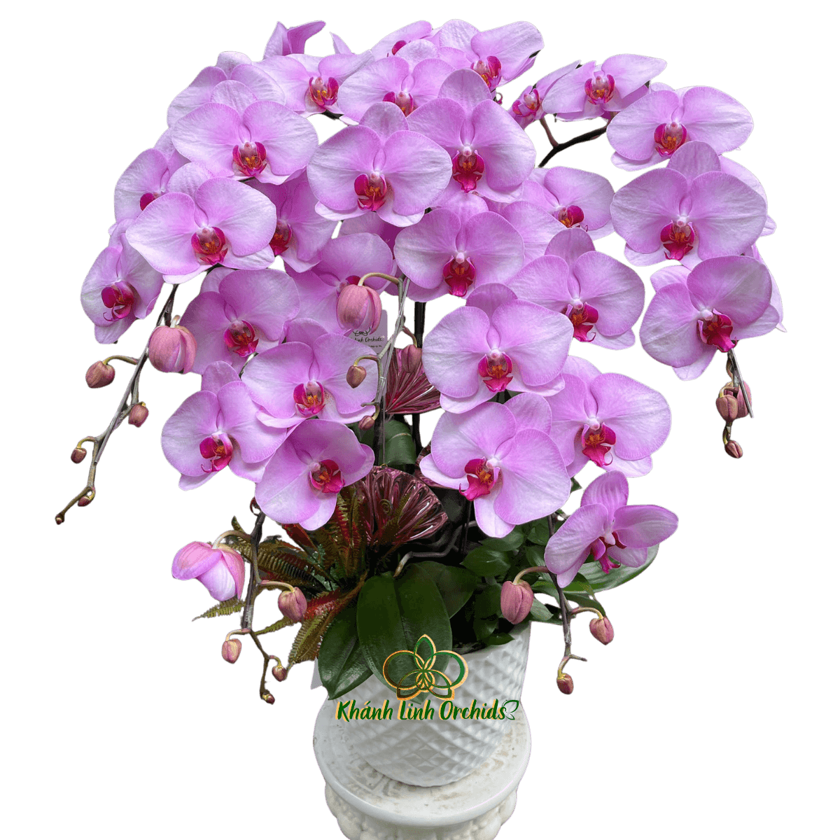 Lan Hồ Điệp Hồng Nhạt 5 Cành - HDH075