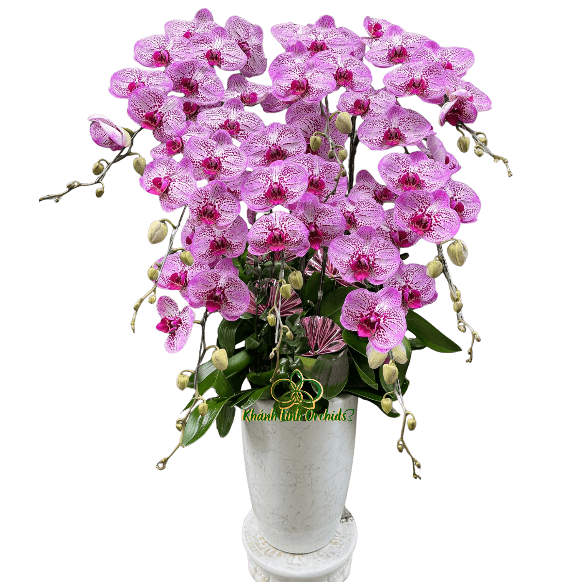 Lan Hồ Điệp Đột Biến 8 Cành - DB047