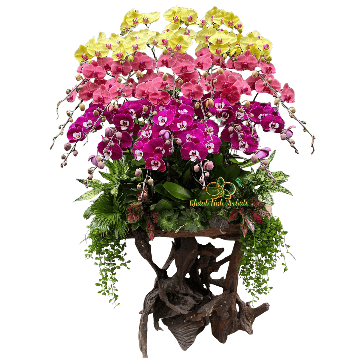 Lan Hồ Điệp Lũa Gỗ Phối Màu 28 Cành - DS076