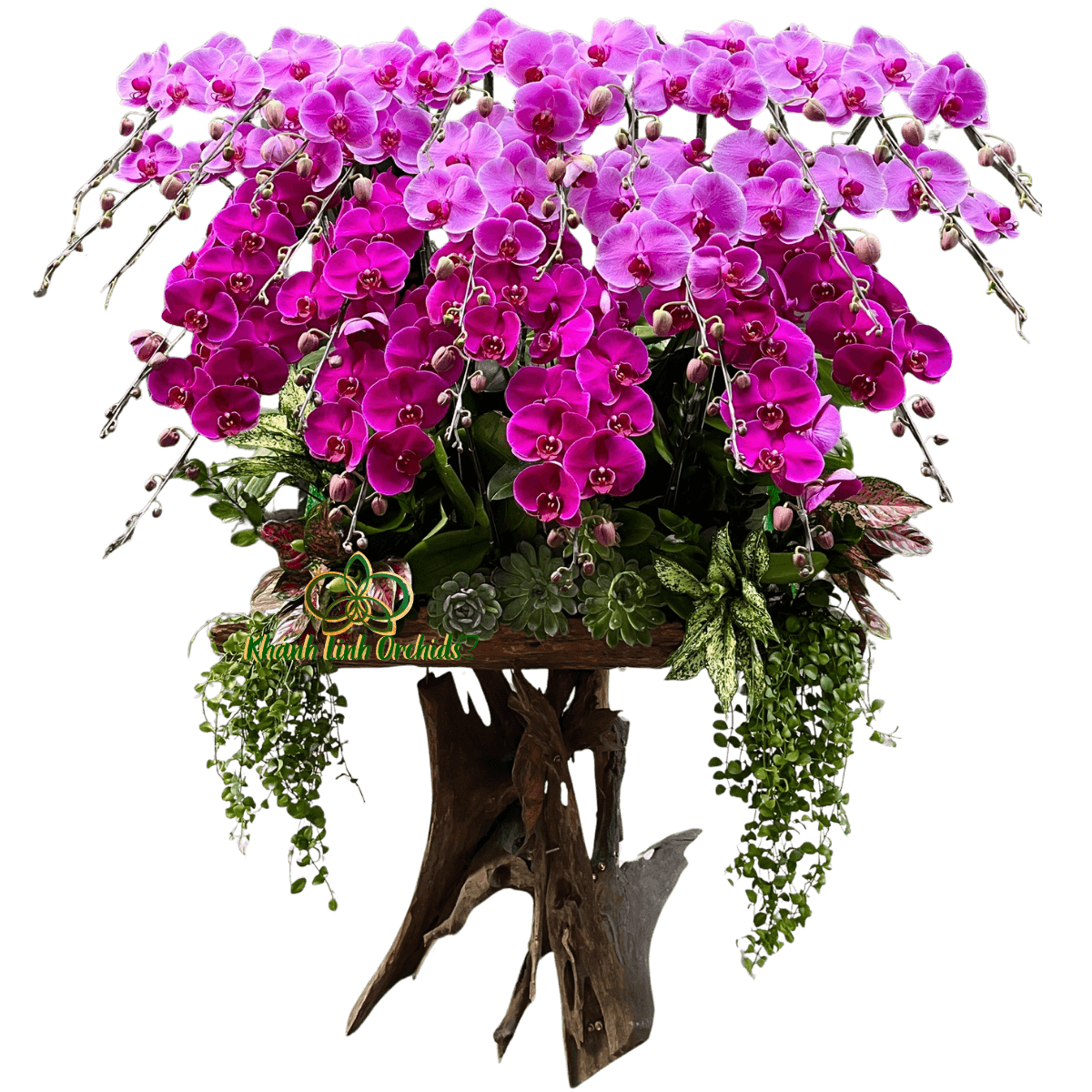 Lan Hồ Điệp Gỗ Lũa Phối 2 Màu 25 Cành - DS077