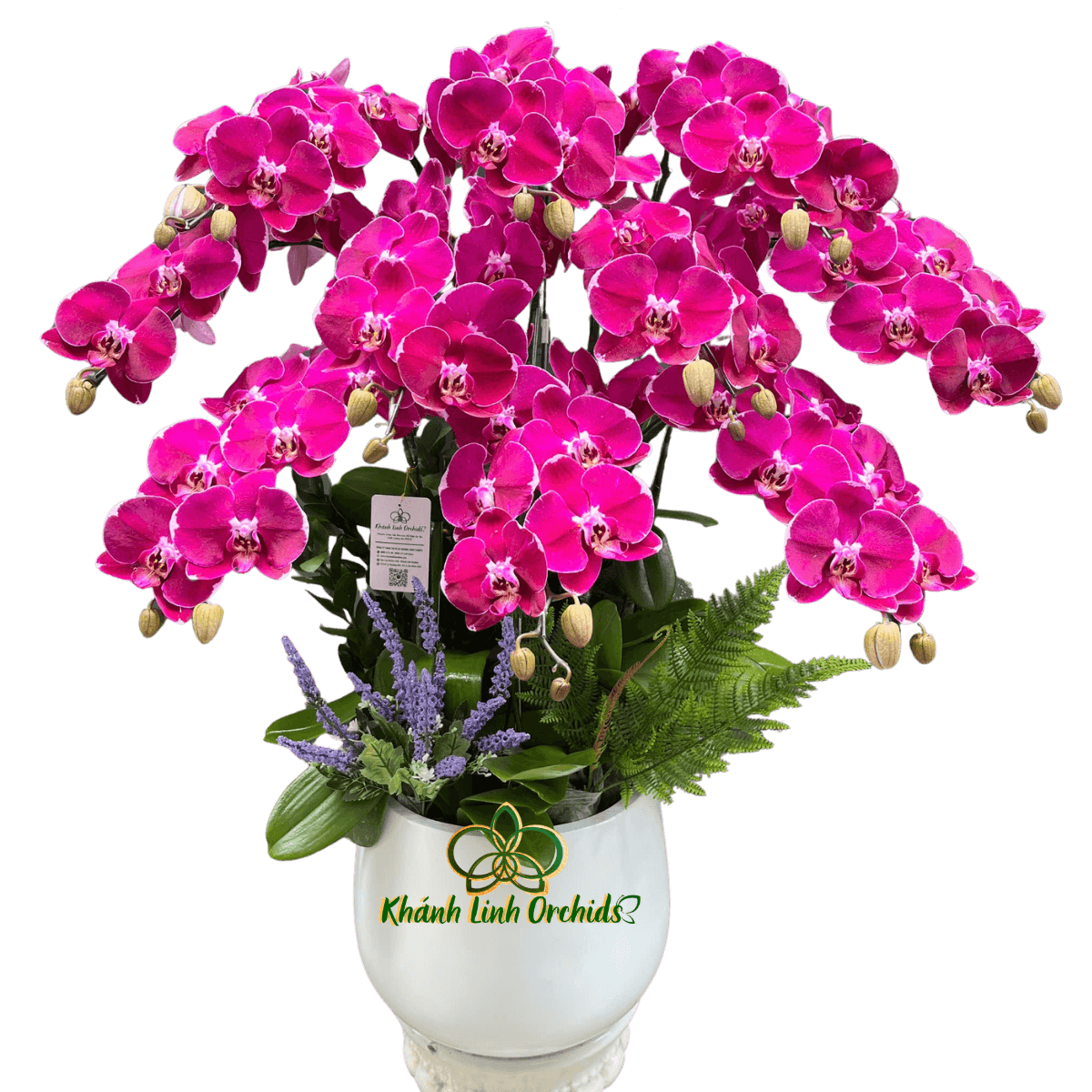 Lan Hồ Điệp Tím Đột Biến MBL005 10 Cành - DB048