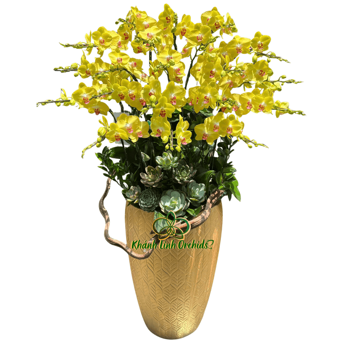 Lan Hồ Điệp Vàng Chanh A42 20 Cành - HDV109