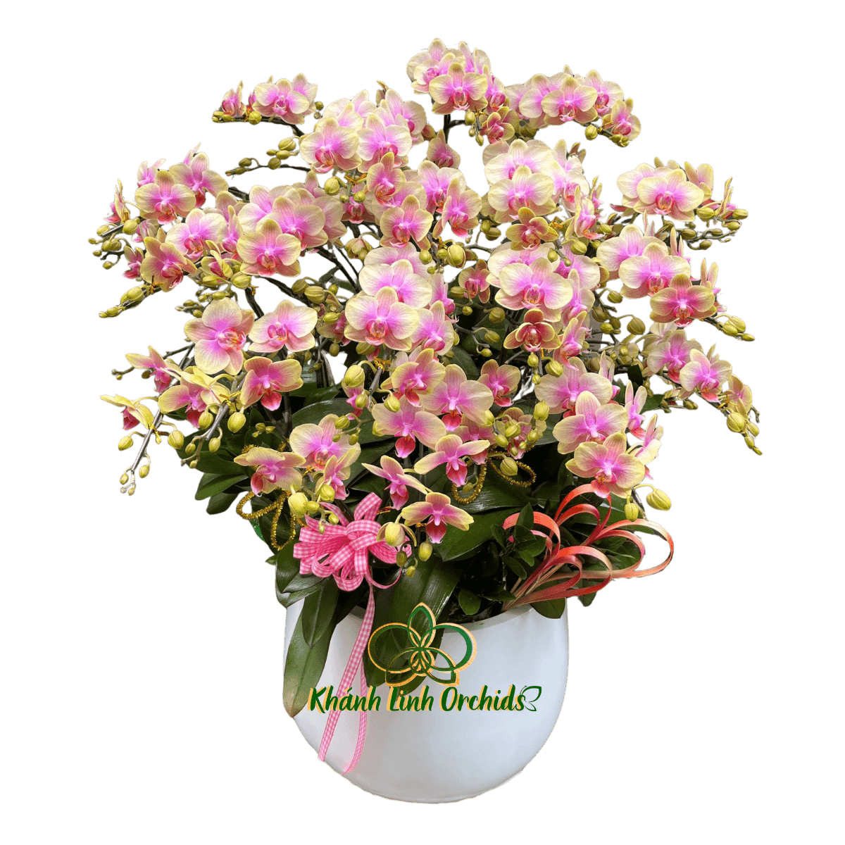 Lan Hồ Điệp Mini Hồng 10 Gốc - MN033