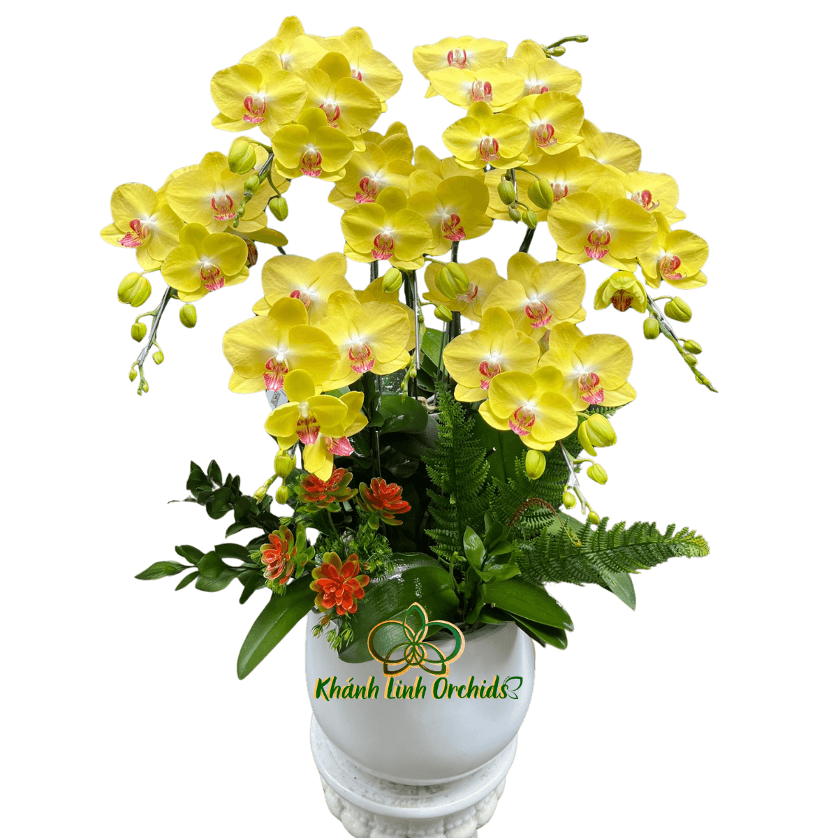 Lan Hồ Điệp Vàng A42 7 Cành - HDV110