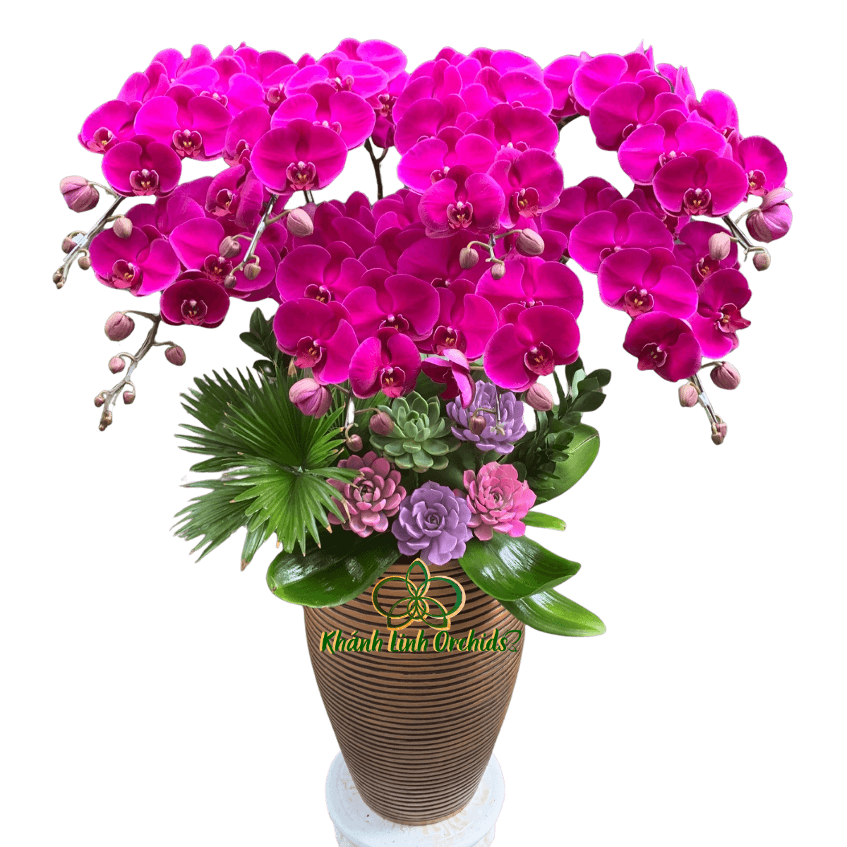 Lan Hồ Điệp Tím Đỏ Ớt 8 Cành - HDT049