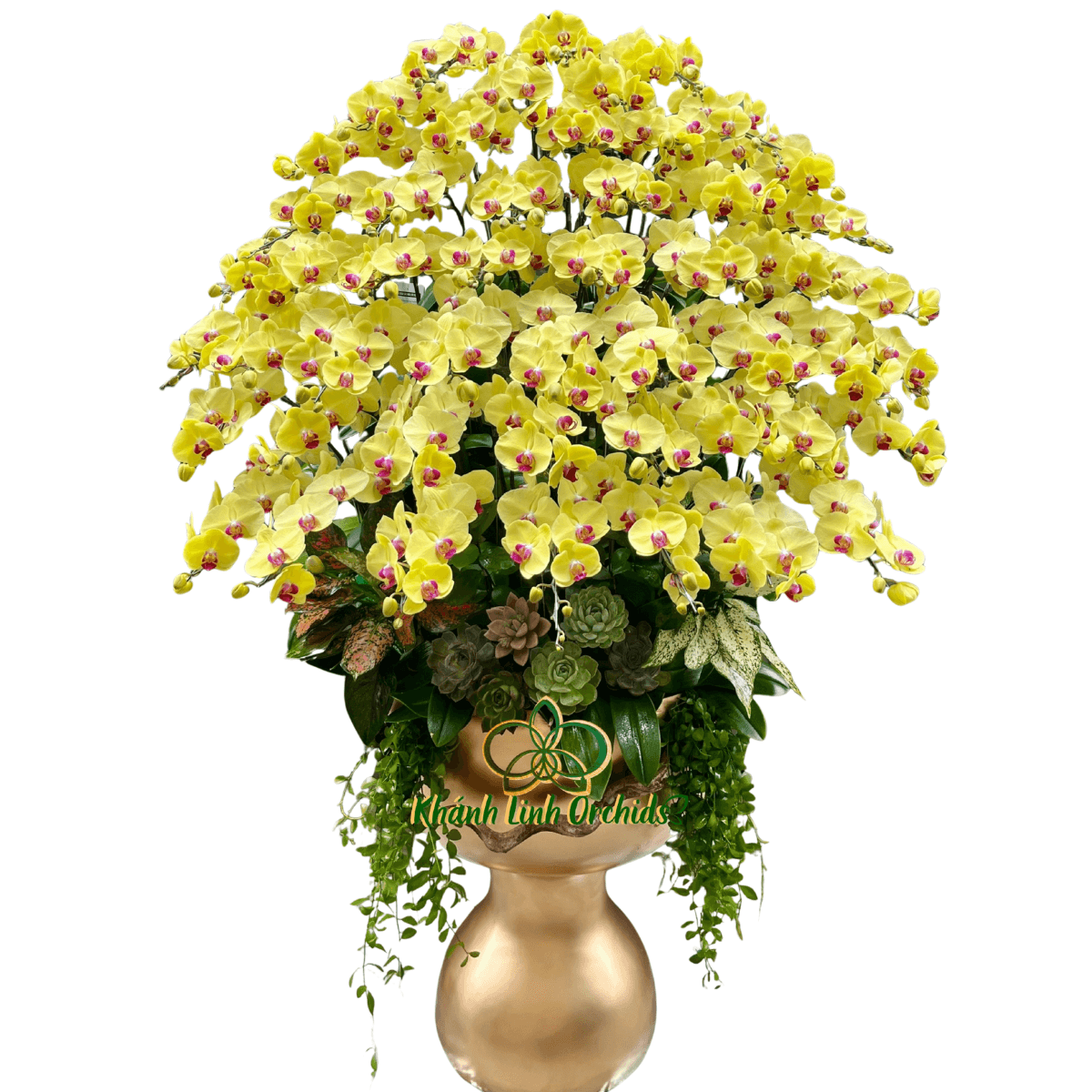 Lan Hồ Điệp Vàng Kết Hợp Sen Đá 50 Cành - HDV111