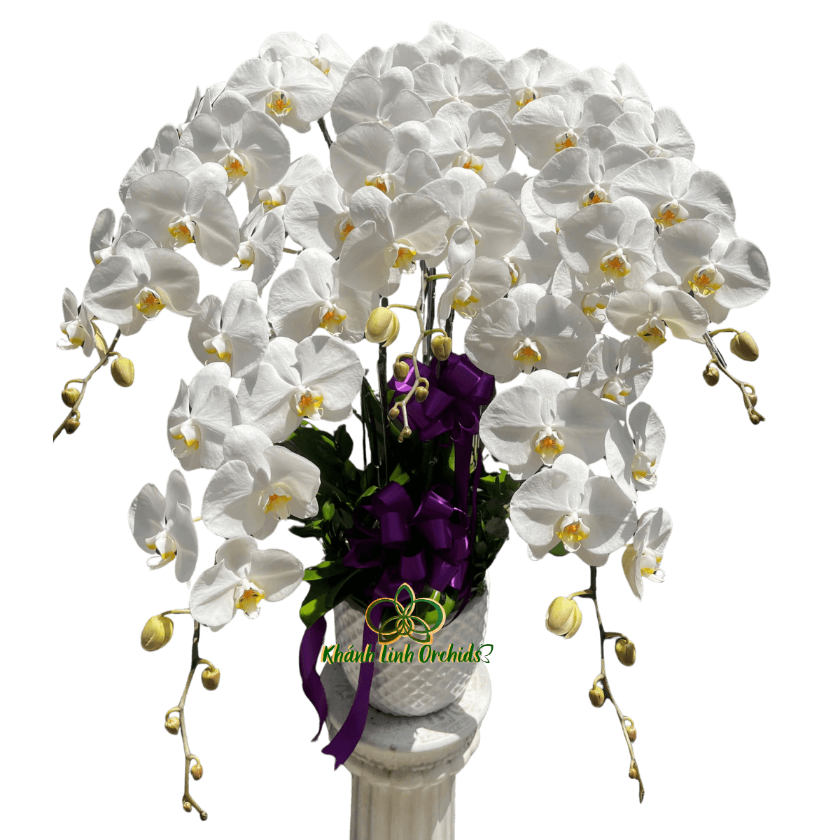 Lan Hồ Điệp Trắng Viếng Tang 5 Cành - HDW062