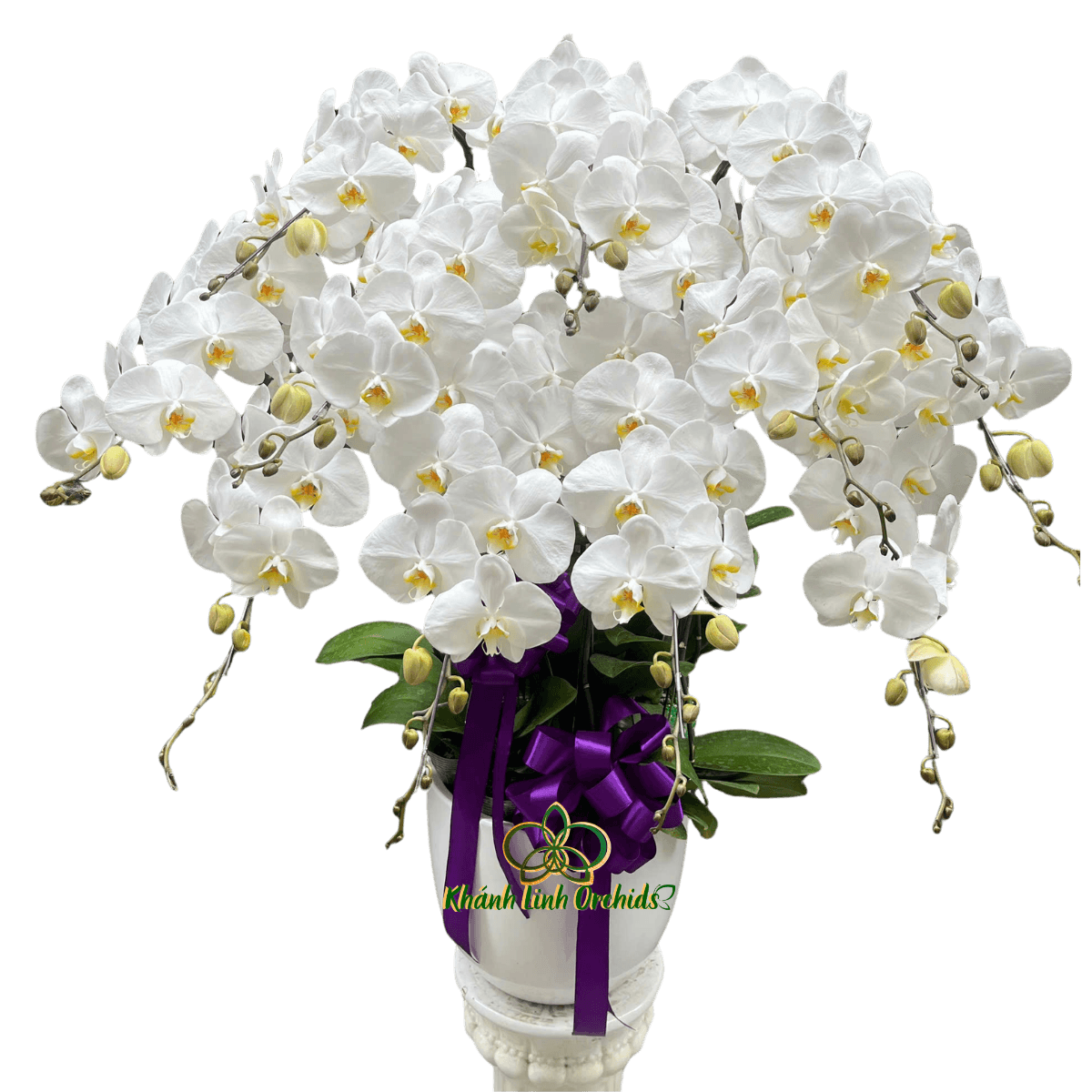 Lan Hồ Điệp Trắng Viếng Tang 11 Cành - HDW063