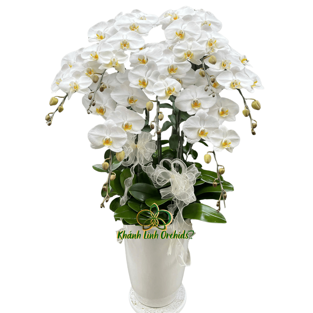 Lan Hồ Điệp Trắng 7 Cành - HDW064