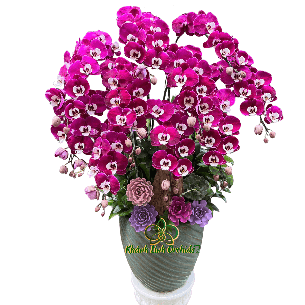 Lan Hồ Điệp Tím Ngọc Trai 10 Cành - HDT050