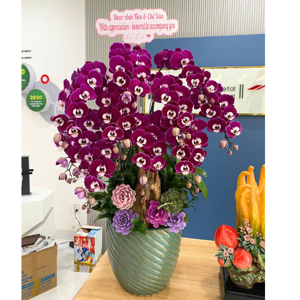Lan Hồ Điệp Tím Ngọc Trai 10 Cành - HDT050