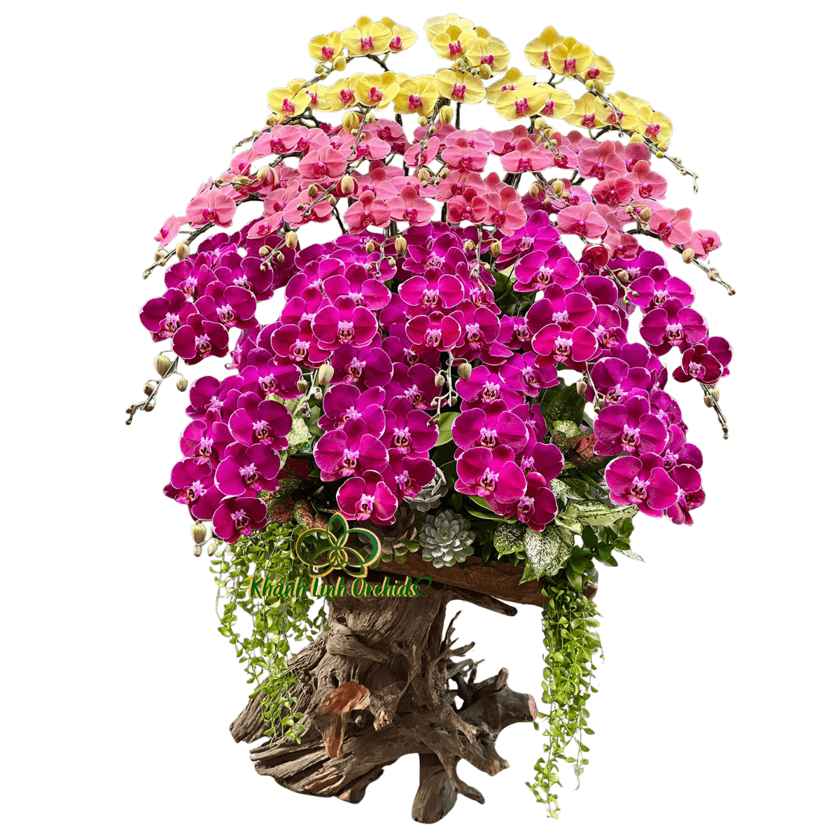 Lan Hồ Điệp Lũa Gỗ Phối 3 Màu 28 Cành - DS081