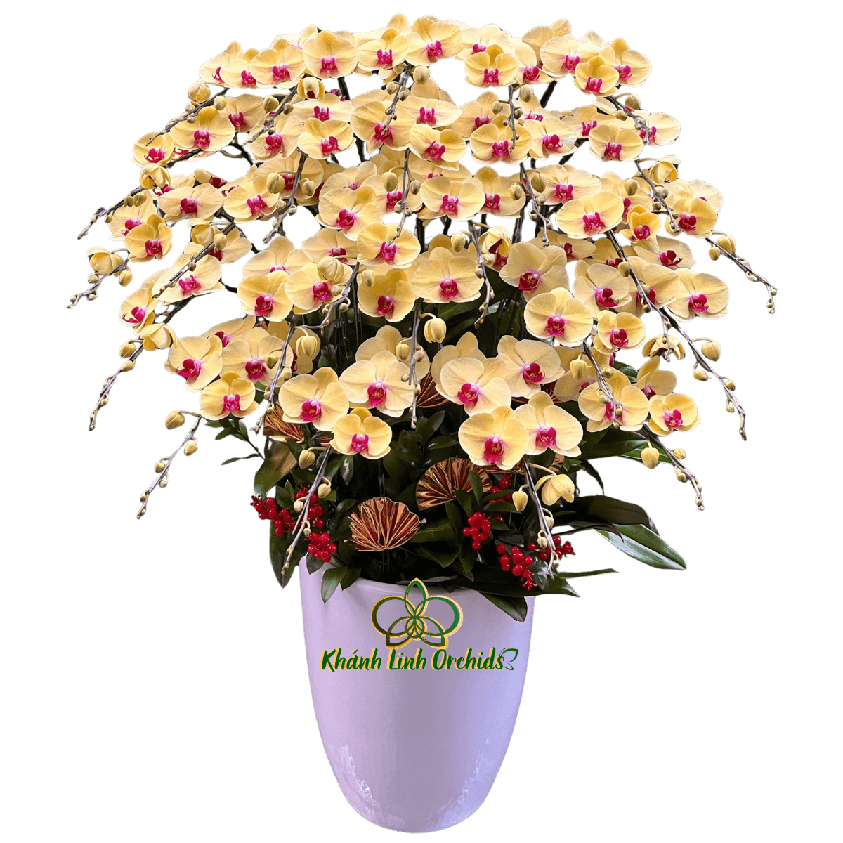 Lan Hồ Điệp Vàng Tươi 25 Cành - HDV112