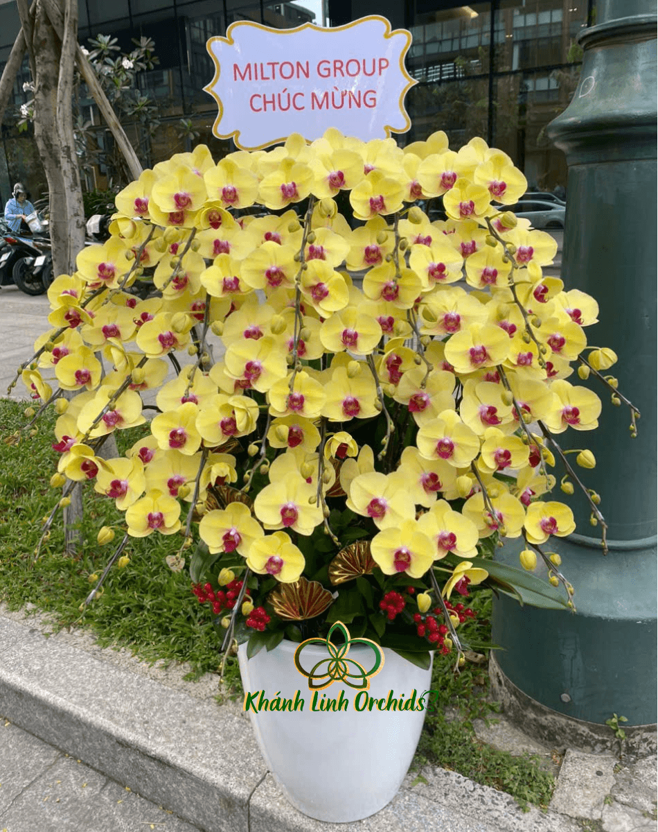 Lan Hồ Điệp Vàng Tươi 25 Cành - HDV112