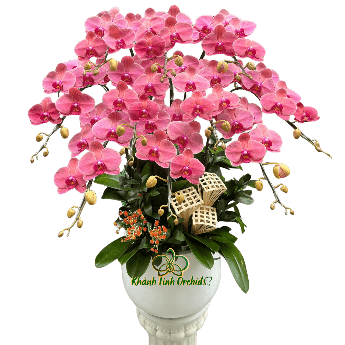 Lan Hồ Điệp Đỏ Cam 10 Cành - HDC041