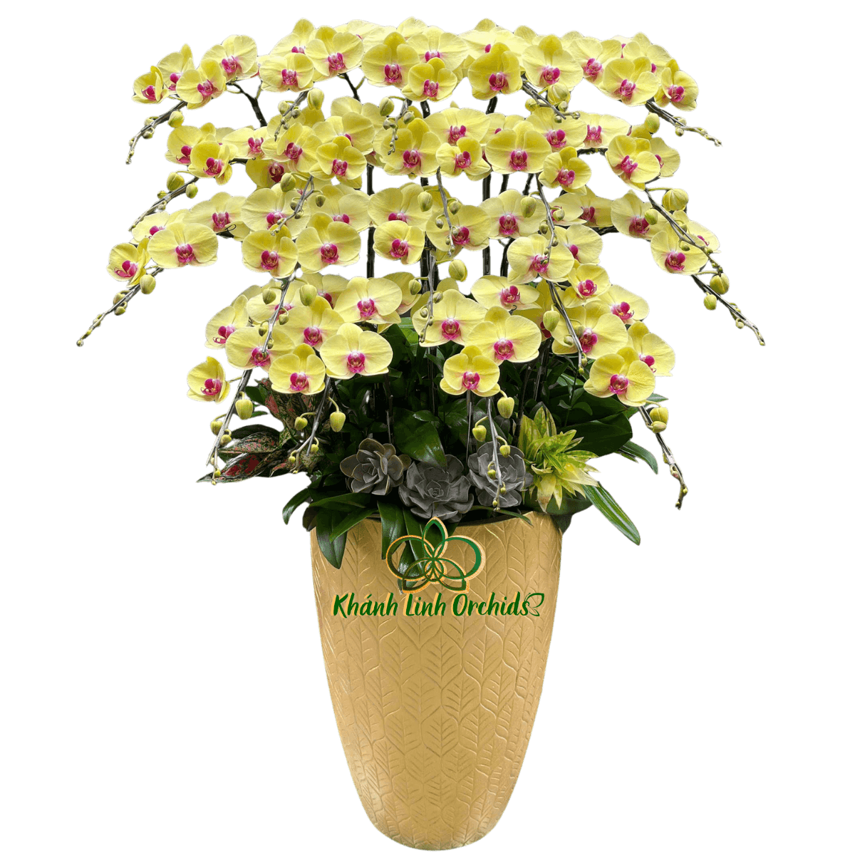 Lan Hồ Điệp Vàng Tươi 20 Cành - HDV113