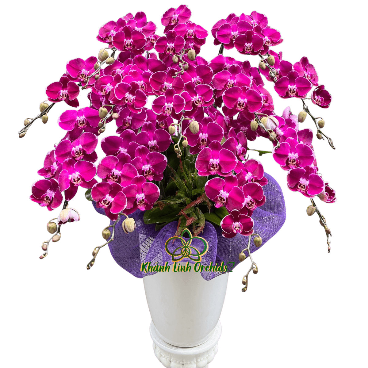 Lan Hồ Điệp Tím Kính Viếng 12 Cành - HDT051