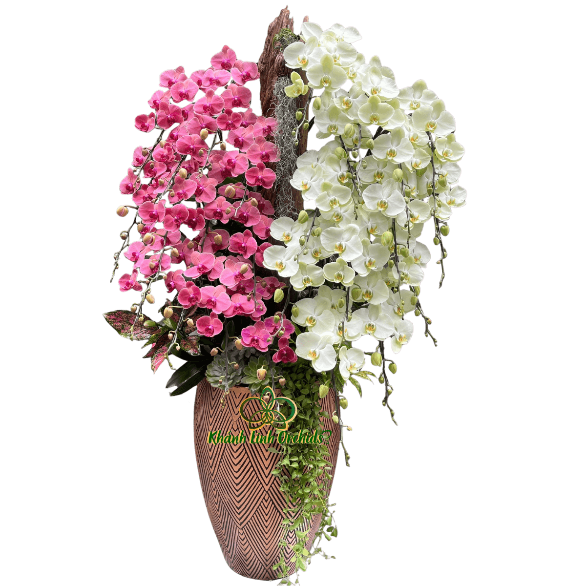 Lan Hồ Điệp Cam Phối Xanh Bơ Kết Hợp Gỗ 24 Cành - DS083