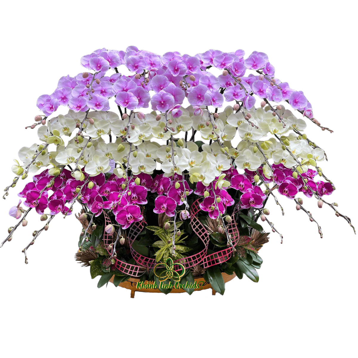 Lan Hồ Điệp Thuyền Thuận Buồm Xuôi Gió 39 Cành - TH09