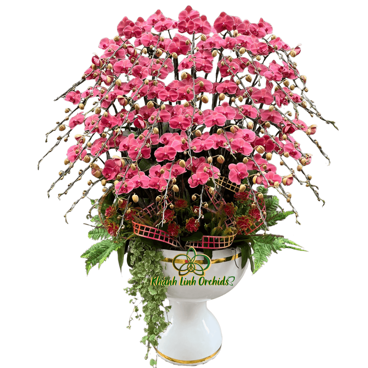 Lan Hồ Điệp Đỏ Cam 50 Cành - HDC043