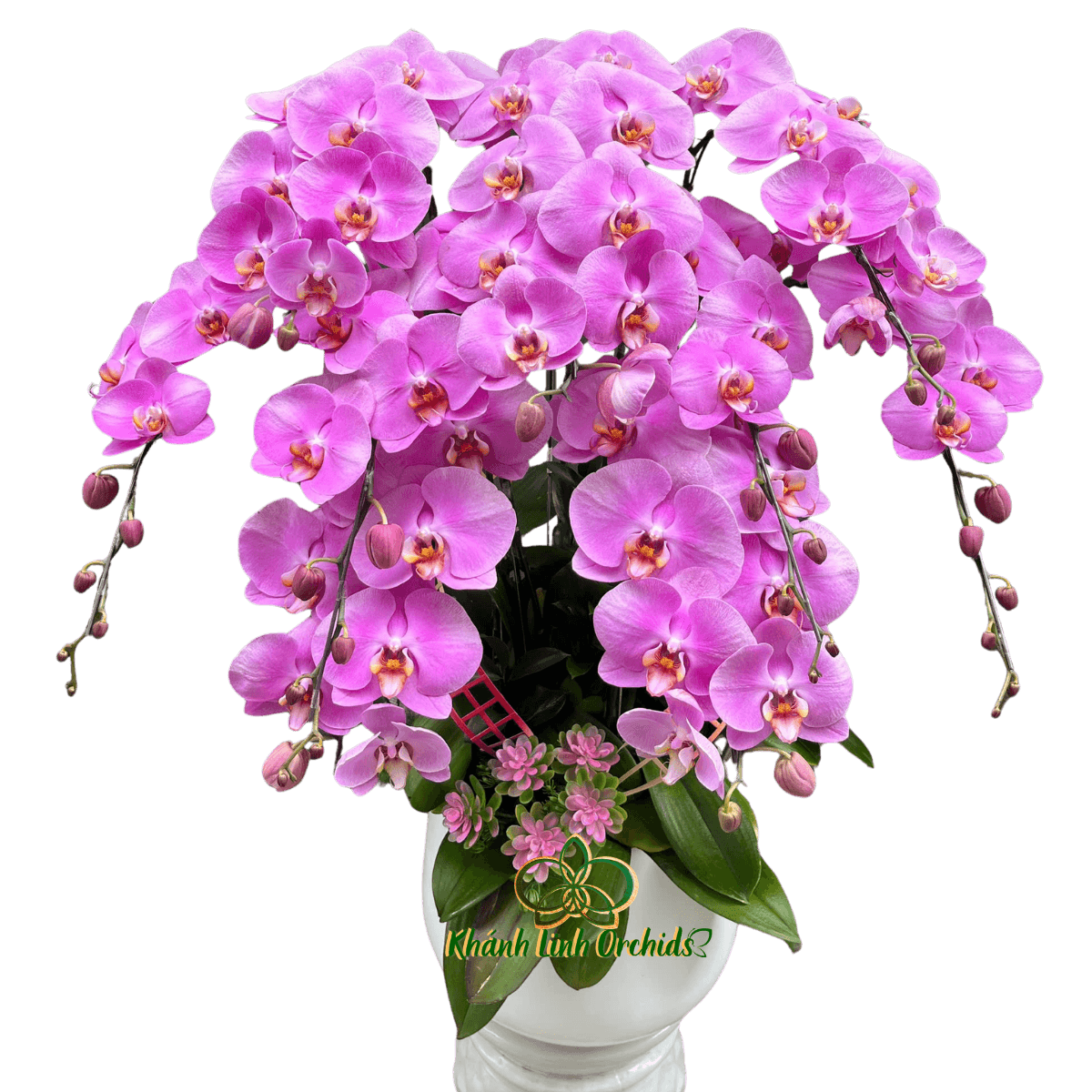 Lan Hồ Điệp Hồng S59 9 Cành - HDH081