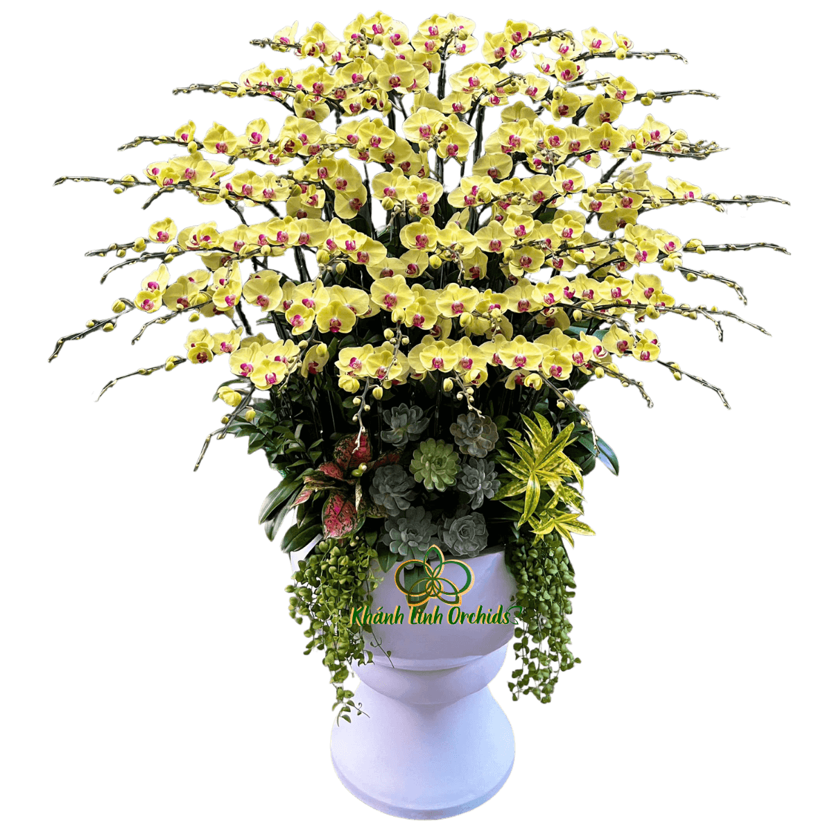 Lan Hồ Điệp Vàng 50 Cành - HDV115