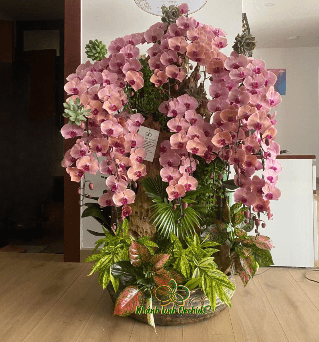 Lan Hồ Điệp Thiết Kế Tiểu Cảnh - HDC044