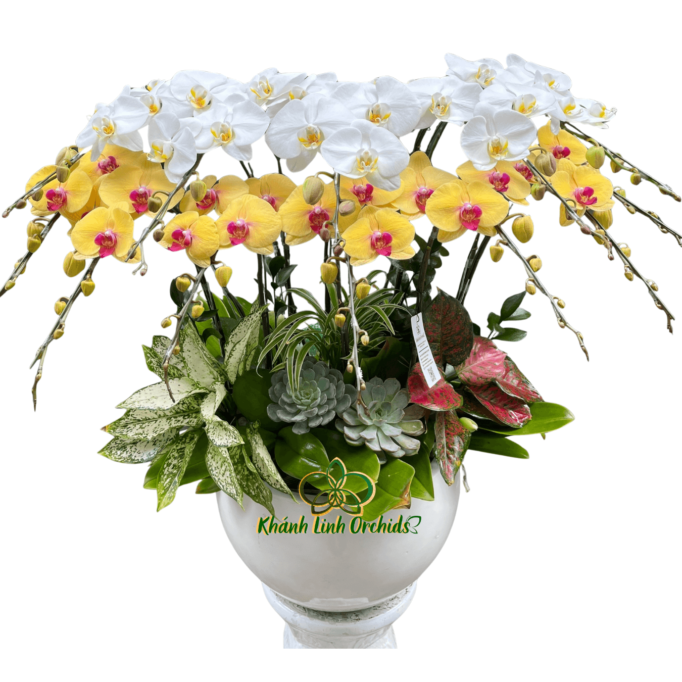 Lan Hồ Điệp Trắng Phối Vàng 12 Cành - DS065