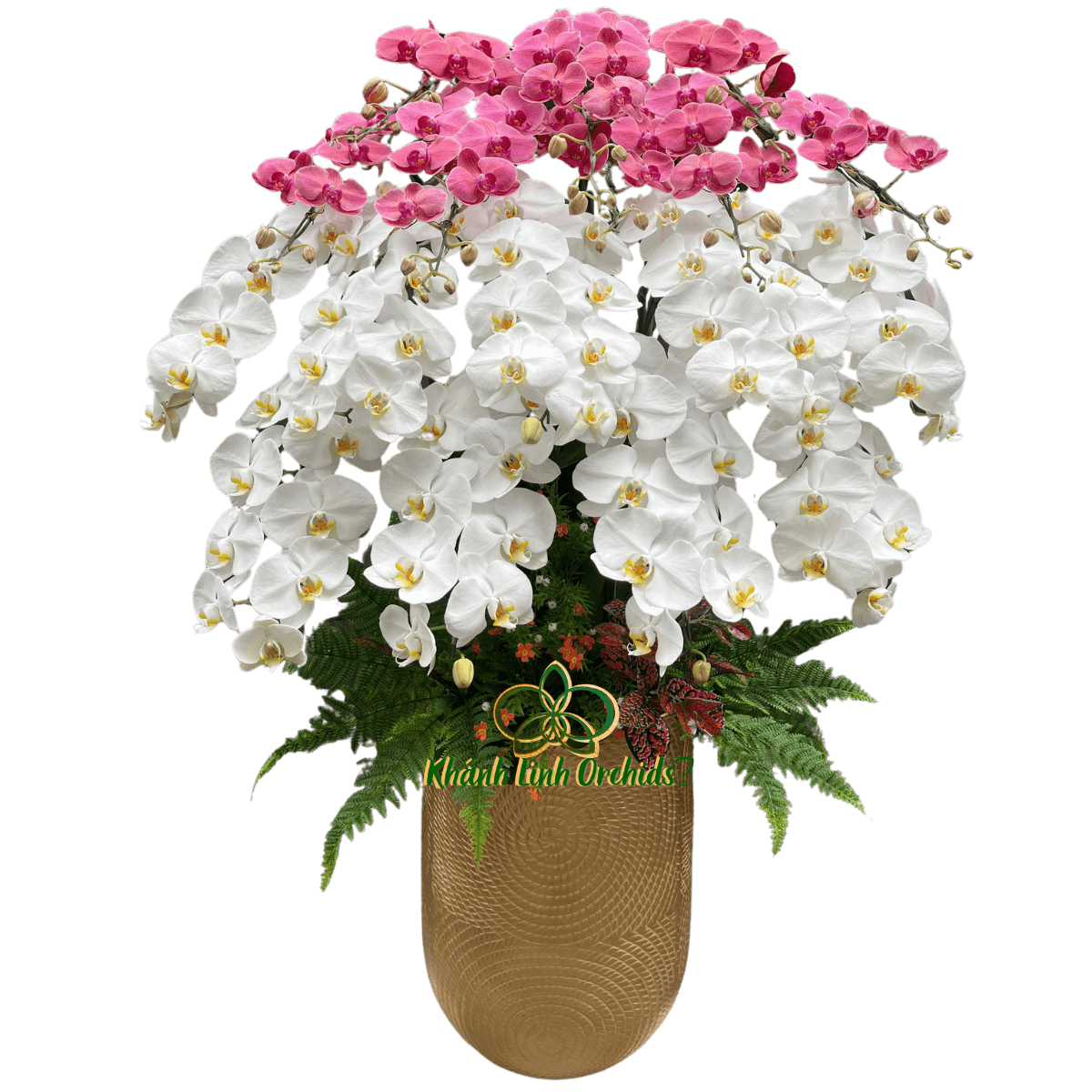 Lan Hồ Điệp Trắng Phối Đỏ 17 Cành - DS035