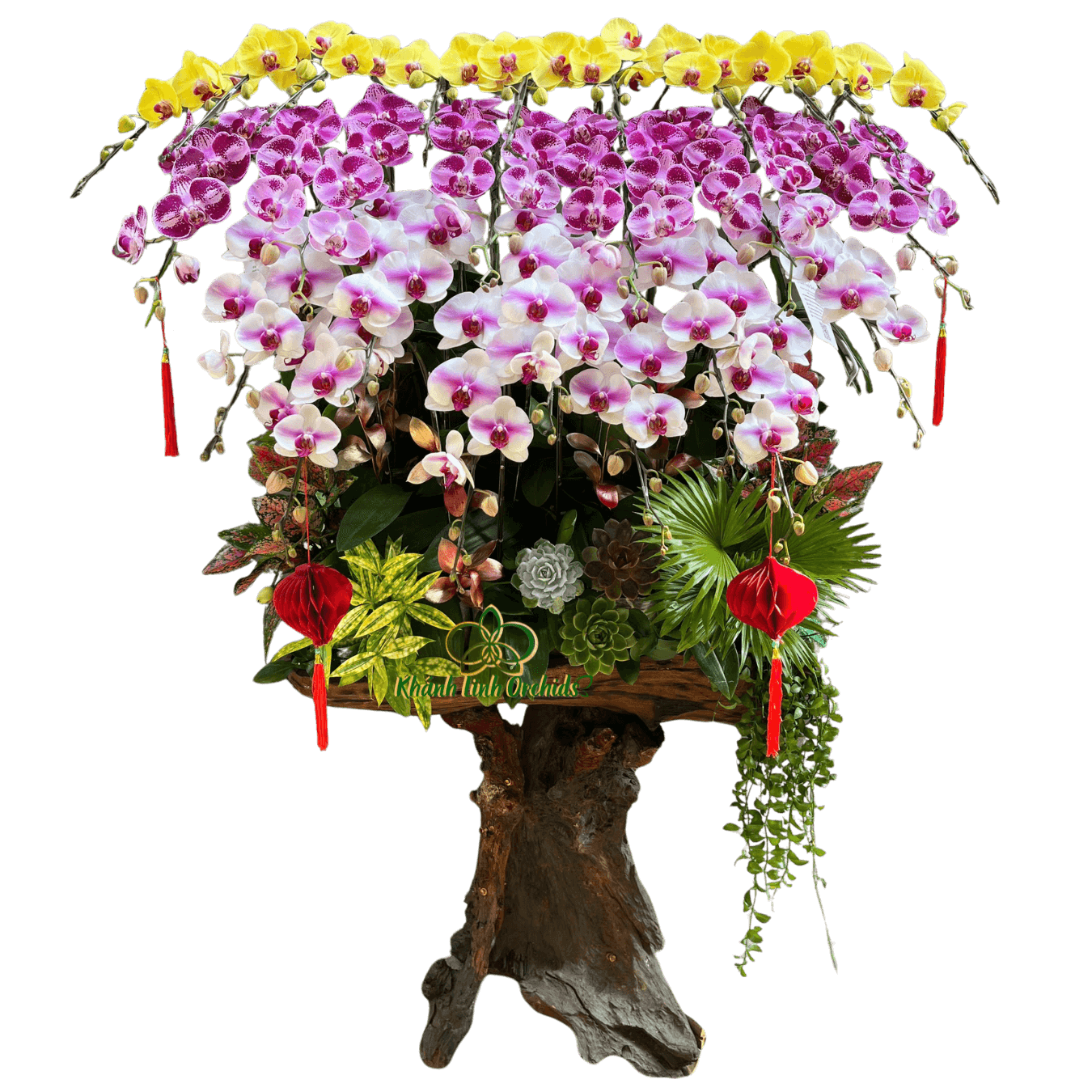 Lan Hồ Điệp Gỗ Lũa Phối Màu 25 Cành - DS068