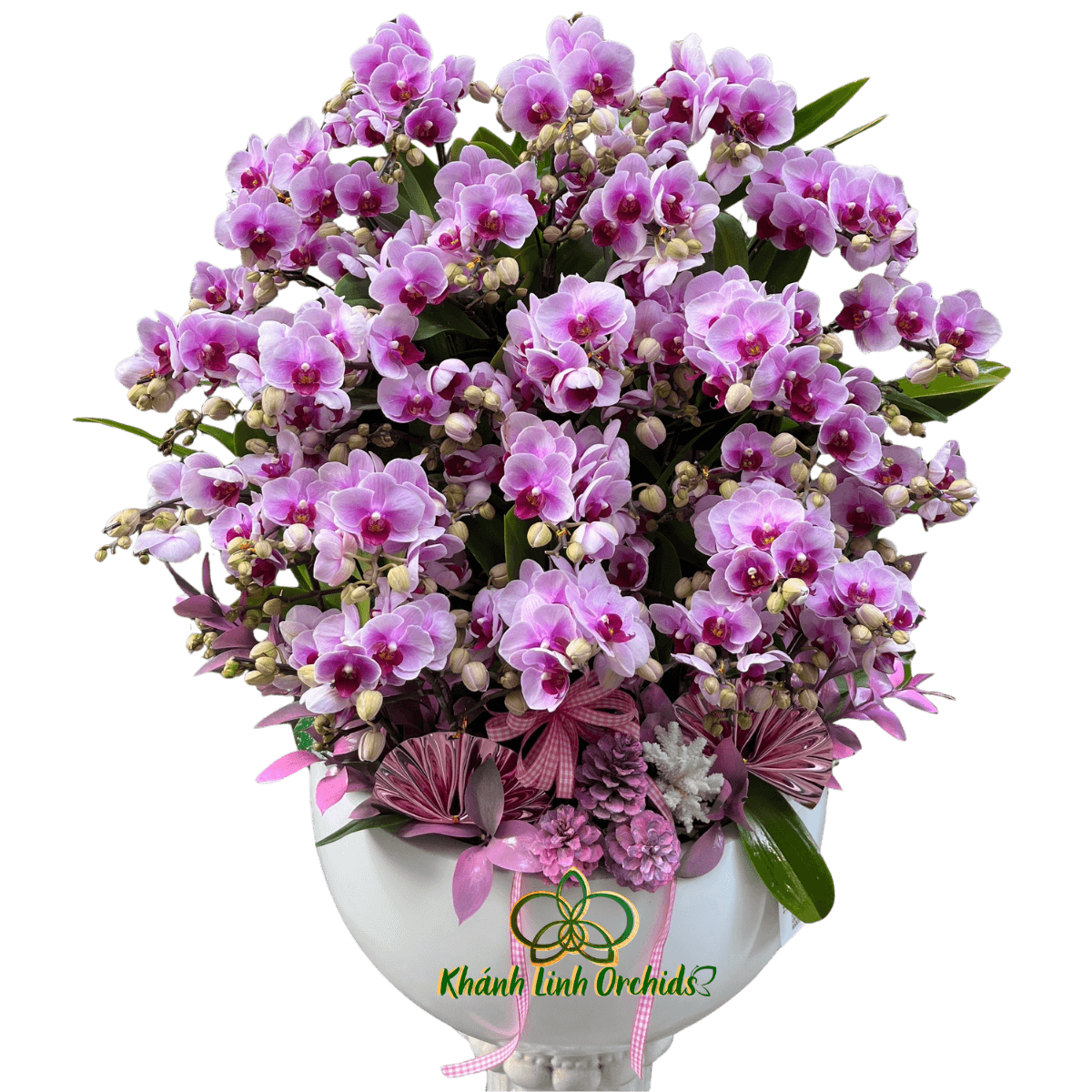 Lan Hồ Điệp Mini Tím 20 Gốc - MN034