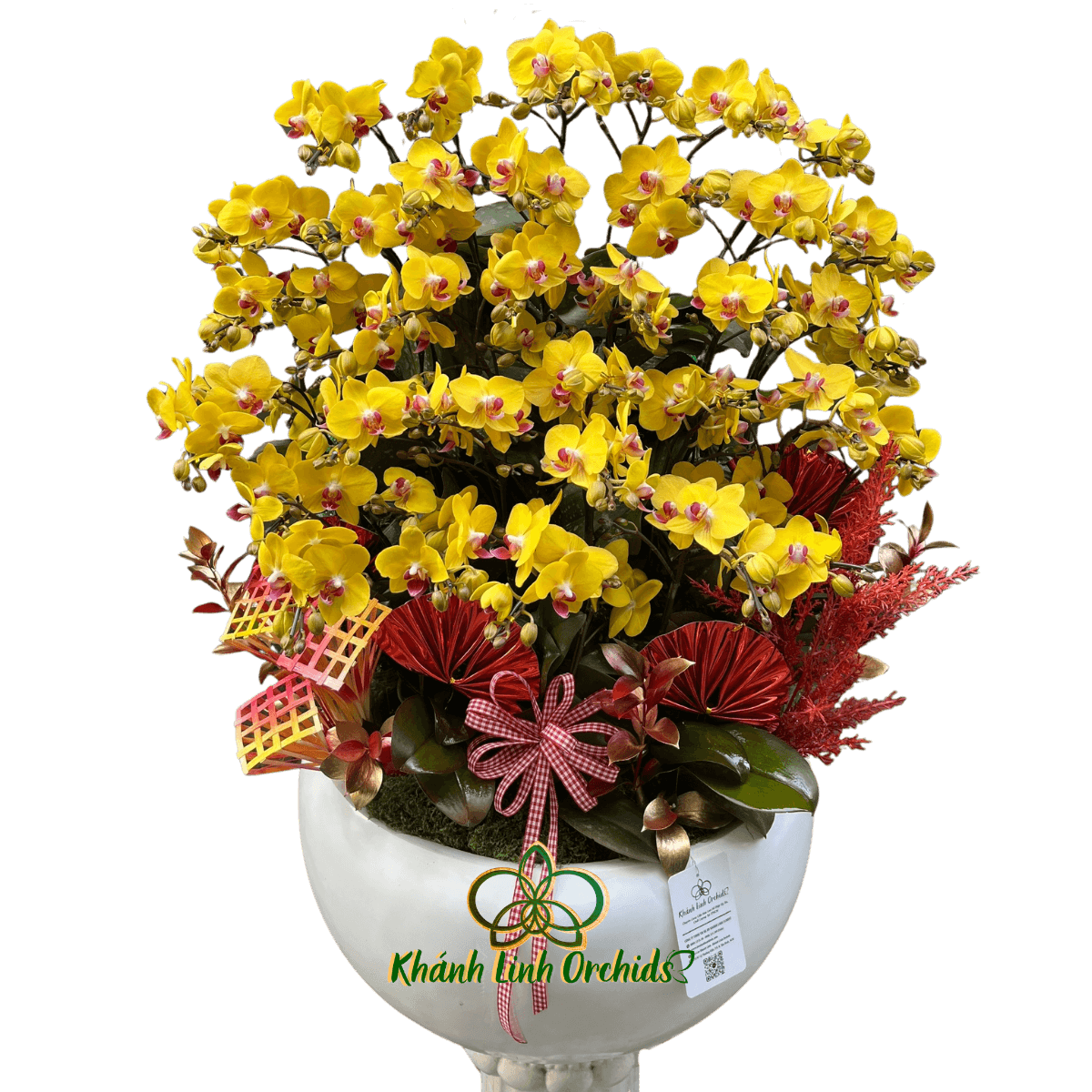 Lan Hồ Điệp Mini Vàng 20 Gốc - MN035