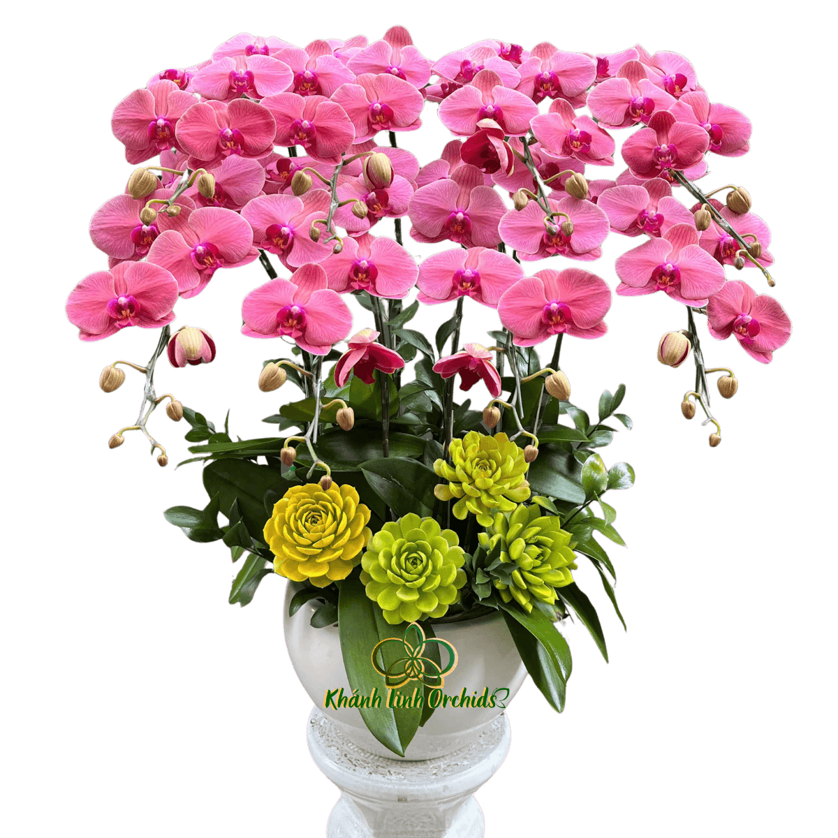 Lan Hồ Điệp Đỏ Cam 8 Cành - HDC042