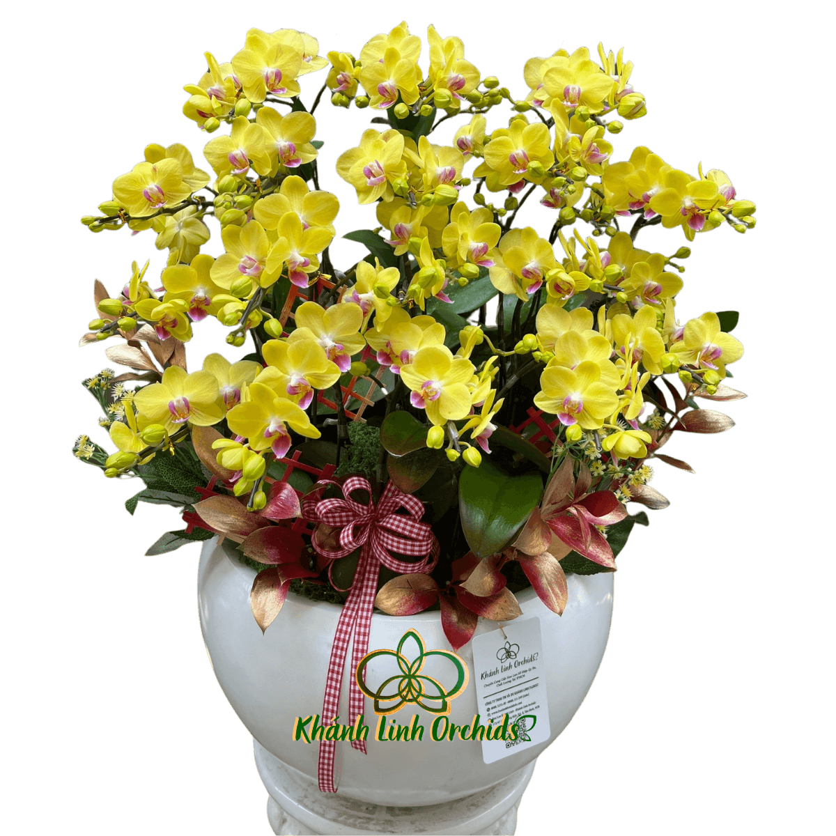 Lan Hồ Điệp Mini Vàng 10 Gốc - MN036