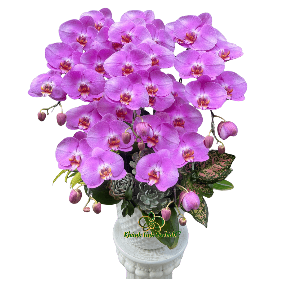 Lan Hồ Điệp Hồng S59 Sen Đá 5 Cành - HDH077