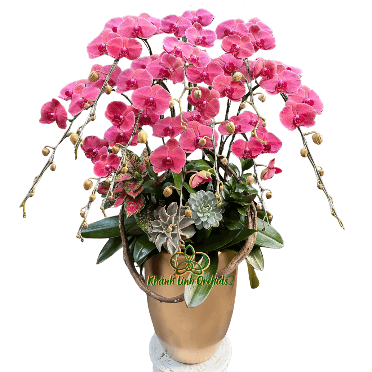 Lan Hồ Điệp Đỏ Cam Sen Đá 10 Cành - HDC039