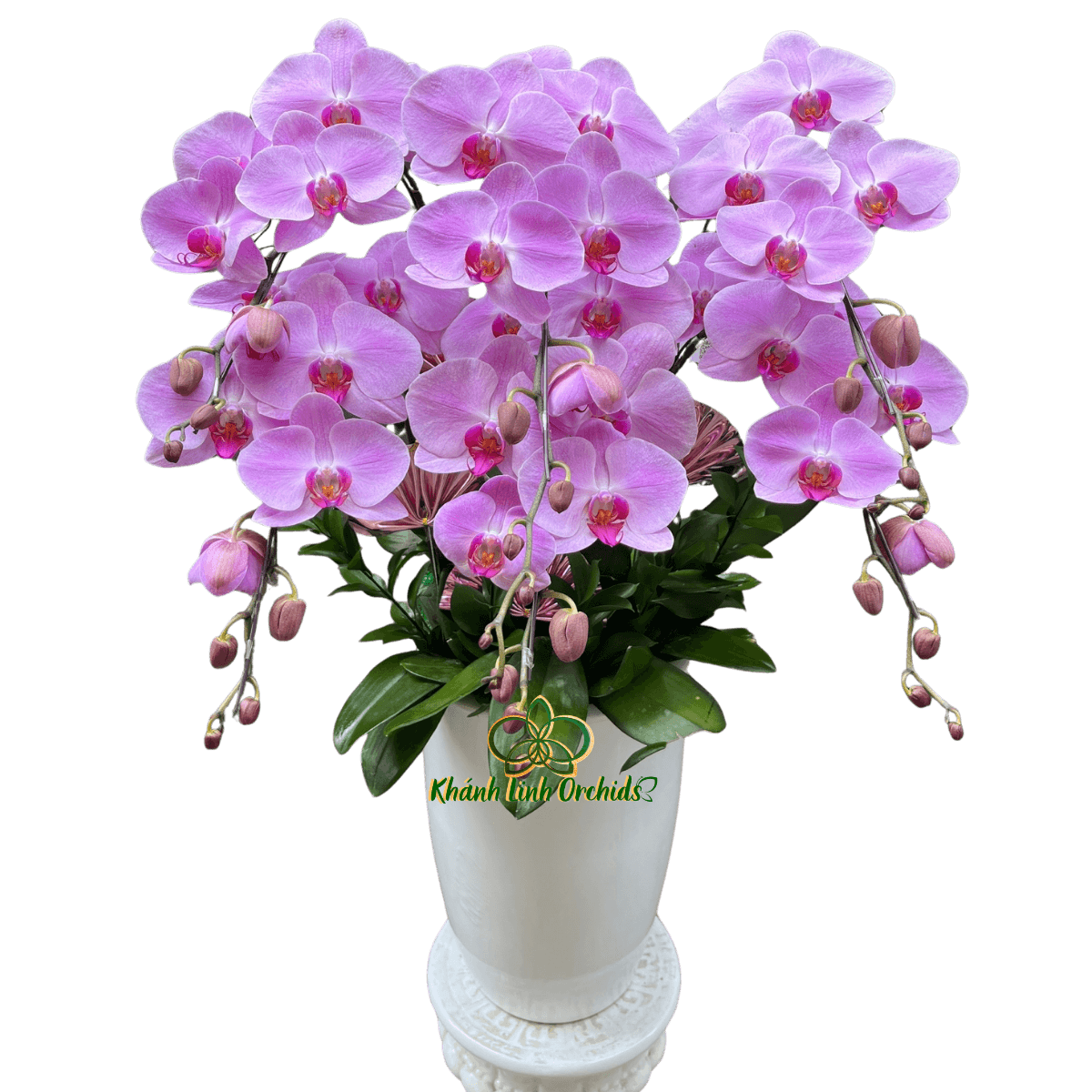 Lan Hồ Điệp Hồng CL243 6 Cành - HDH078