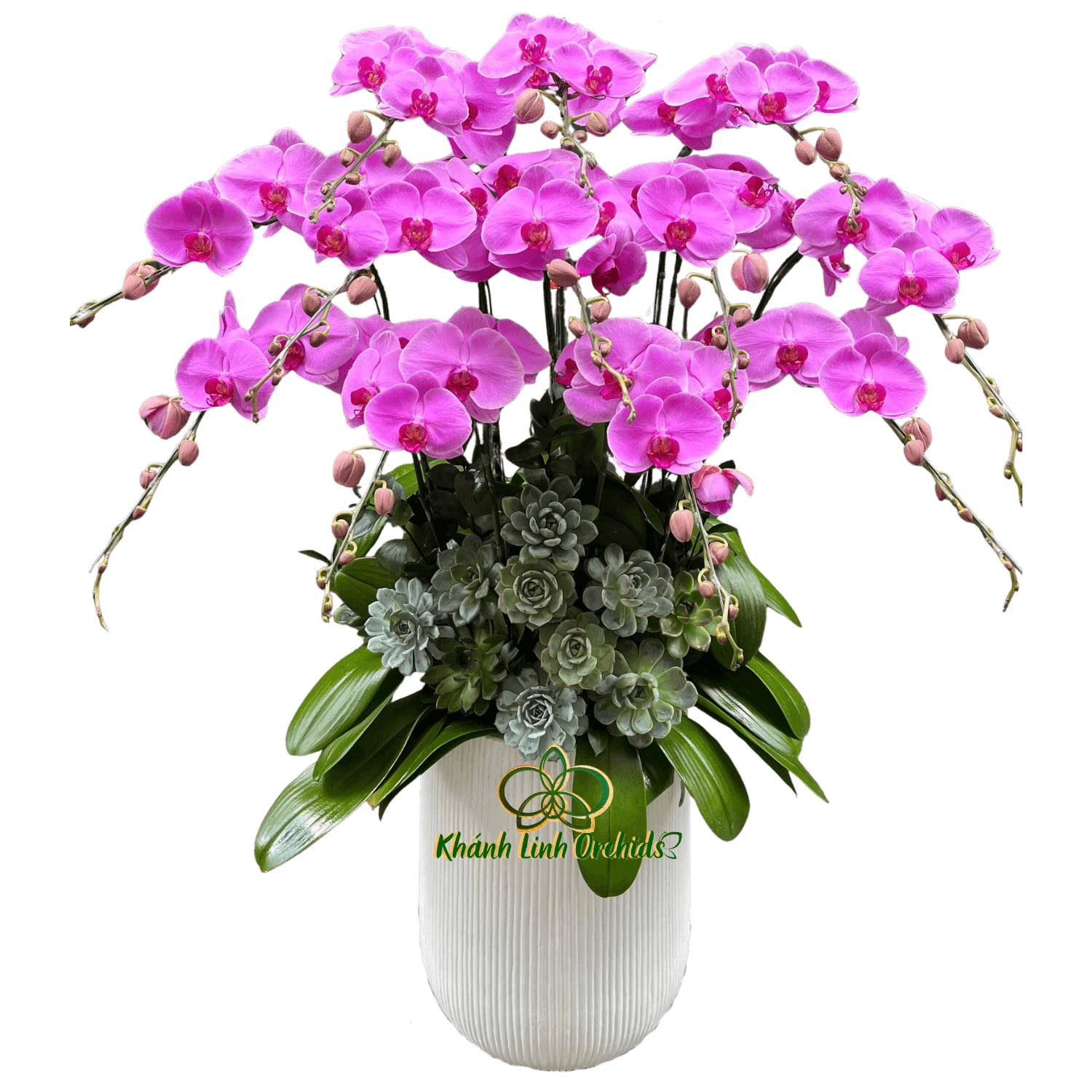 Lan Hồ Điệp Hồng 12 Cành - HDH072