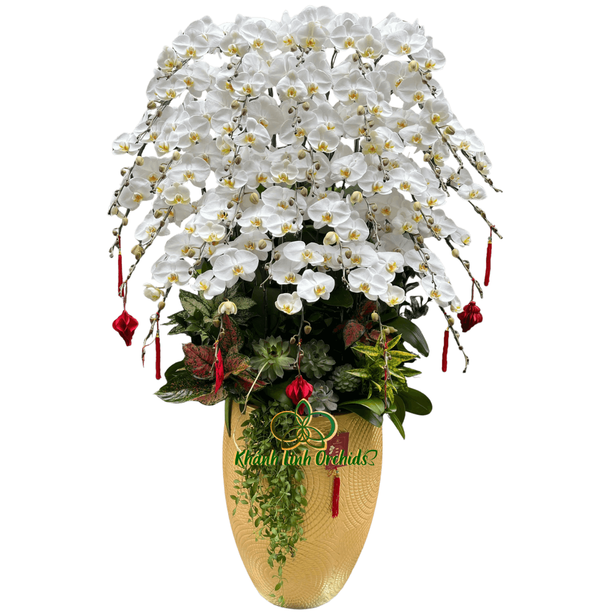 Lan Hồ Điệp Trắng 35 Cành - HDW060 - Cung Chúc Tân Xuân