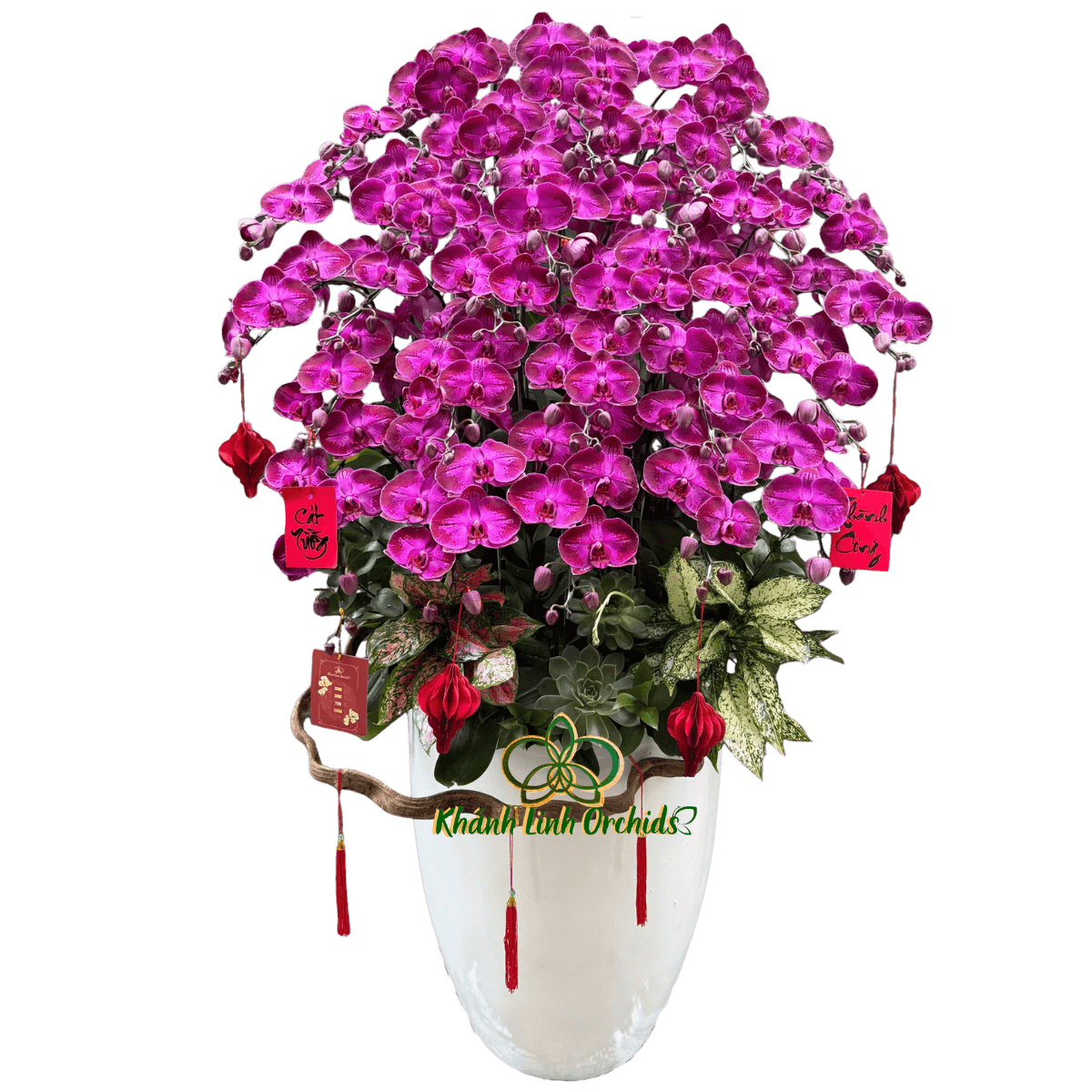 Lan Hồ Điệp Đột Biến JB3629 30 Cành - DB045 - Tết An Khang